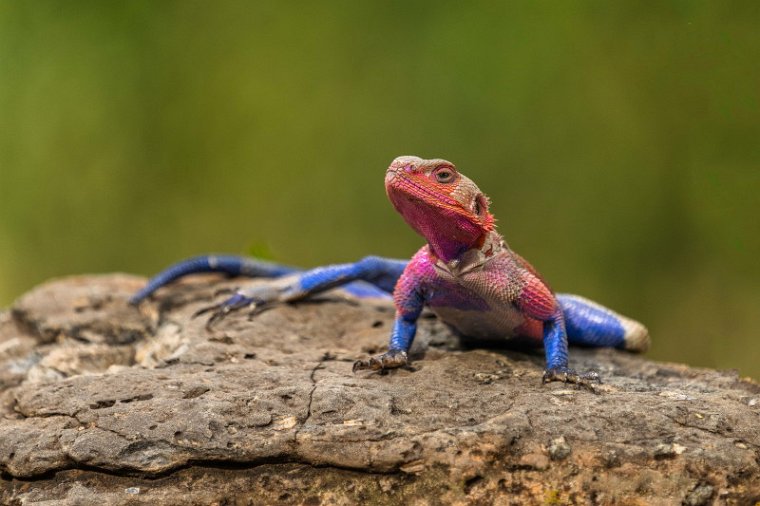 079 Masai Mara, agama mwanzae.jpg